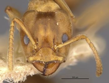Media type: image;   Entomology 21297 Aspect: head frontal view